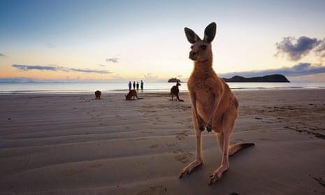 Wallabies on the beach at Cape Hillsborough