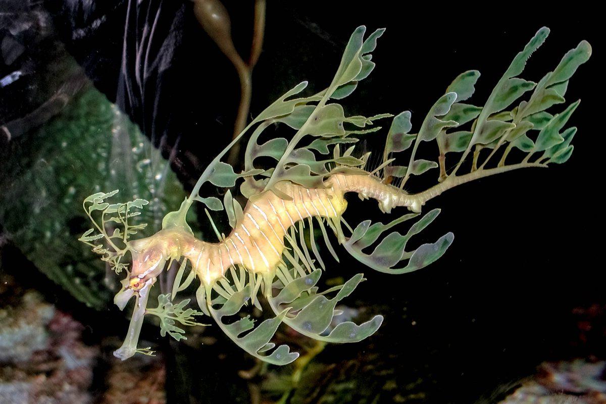The curious ragged fish is related to the seahorse and lives in the sea around Kangaroo Island in Australia - © Alberto Nieves / Shutterstock